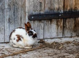 Lista - Kaninvänliga veterinärer i Sverige!